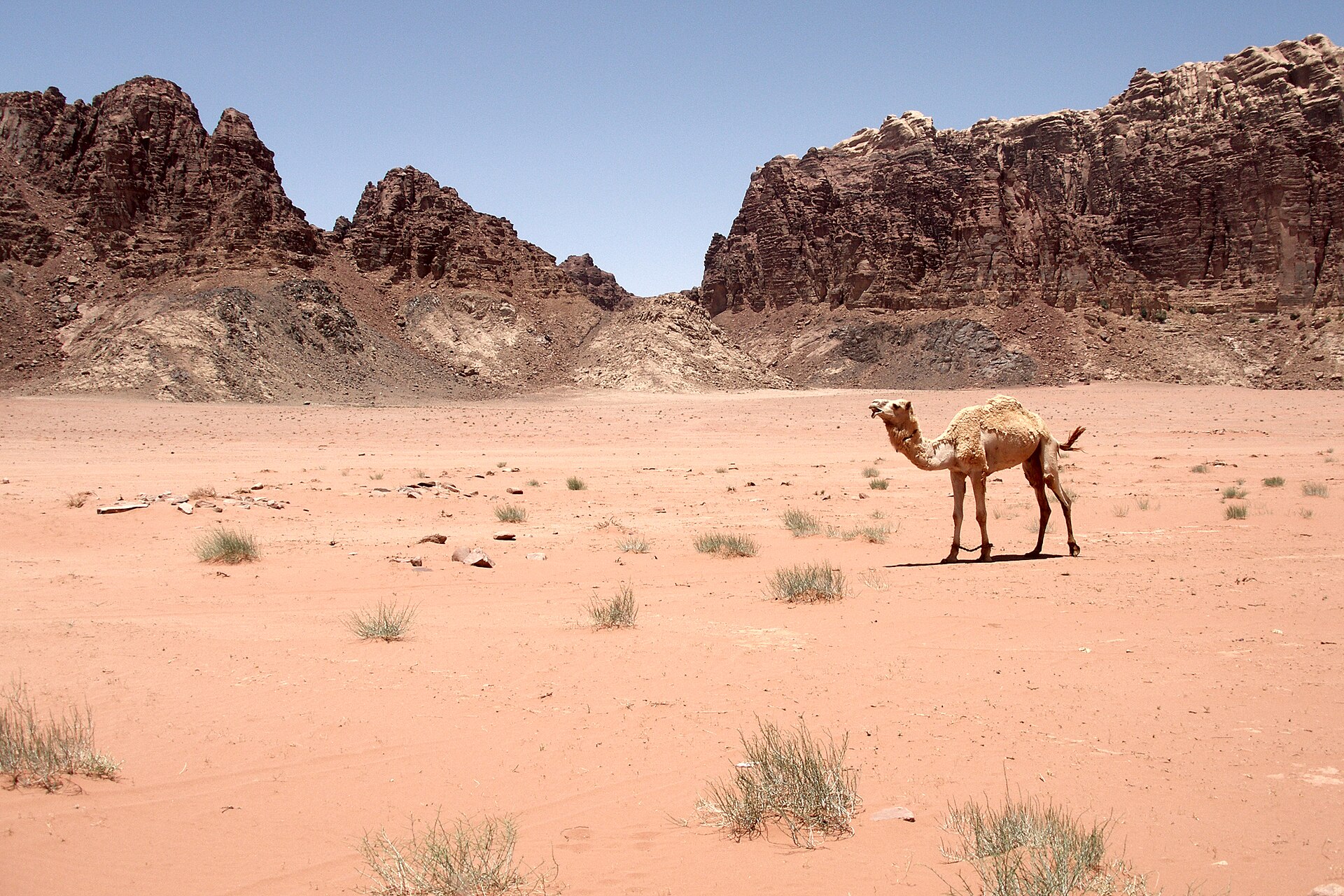 Camel in the red sandstone desert of Wadi Rum, Jordan