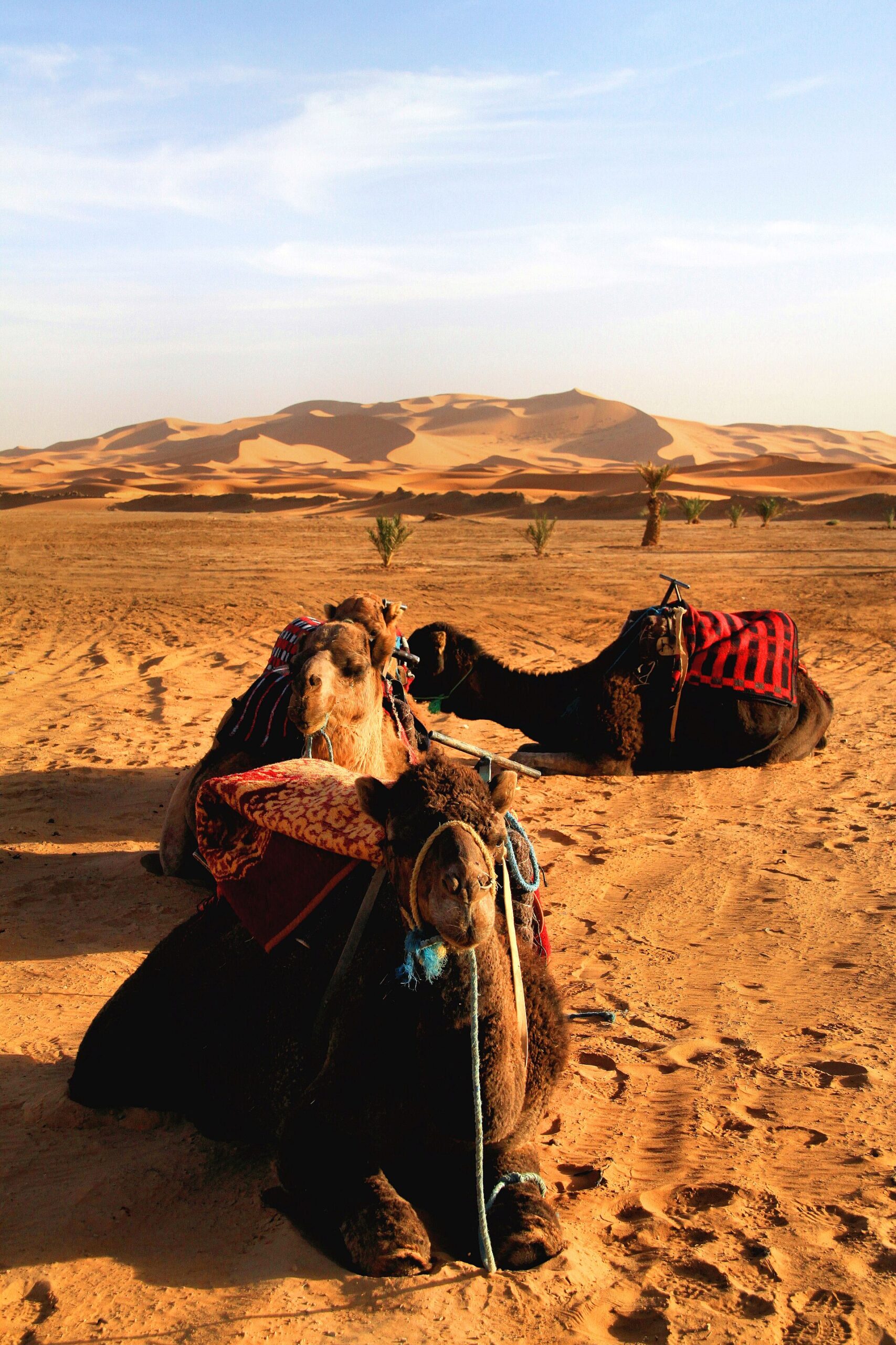 Camel caravan on the golden dunes of Erg Chebbi in the Moroccan Sahara