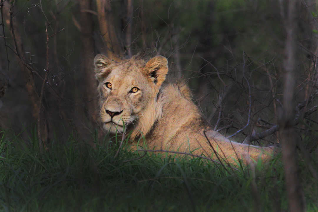 Lion on a South African safari game drive